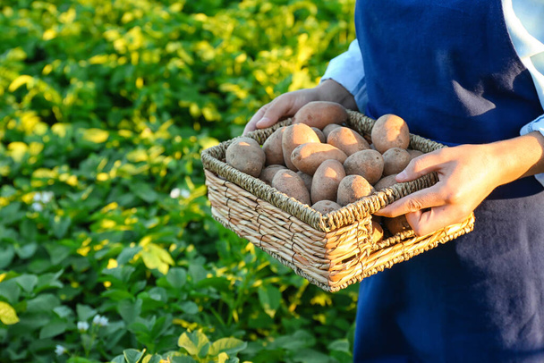 Frau hält Weidenkorb mit rohen gesammelten Kartoffeln im Feld, Nahaufnahme - Foto, Bild