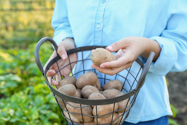 Woman with holding basket with raw gathered potatoes in field, closeup - Zdjęcie, obraz