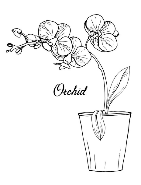  blooming orchids phalaenopsis in a pot - Vector, Image
