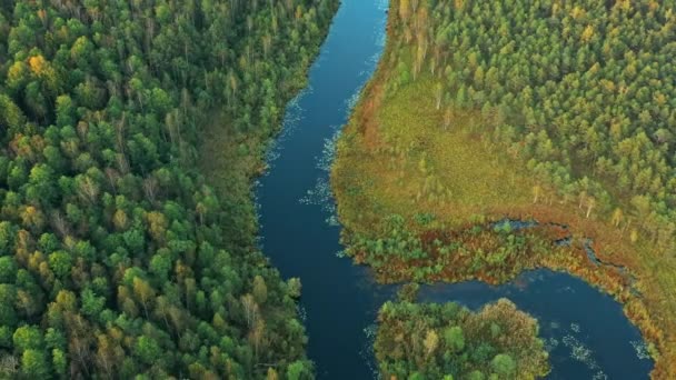 Domzheritsy, regio Vitebsk, Belarus. De Buzyanka rivier. Luchtfoto van de zomer gebogen rivier landschap in de herfst avond. Top uitzicht op de prachtige Europese natuur vanuit een hoge positie in het zomerseizoen - Video