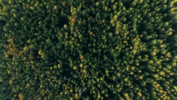 Luchtfoto van groen naaldbos 4K. Verhoogd uitzicht op dennenbossen Bos landschap tijdens zonsondergang in de zomer avond - Video