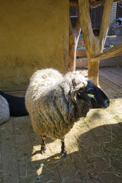 大人の羊でパドックでウクライナの村 - 写真・画像