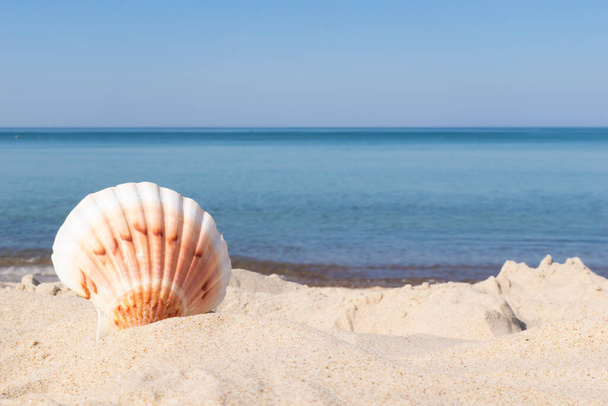 skorupa ślimaka morskiego na tle piasku i błękitnego morza - Zdjęcie, obraz