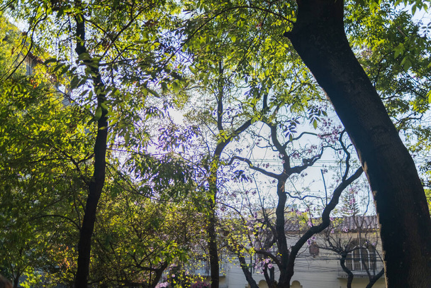 Чудовий краєвид кущів і дерев у парку з Мехіко. - Фото, зображення
