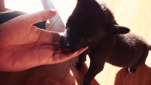 Słodki moment, gdy szczeniak delikatnie liże ręce swojego właściciela - Materiał filmowy, wideo