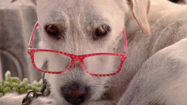 Ein schüchterner Terrier mit einer rosafarbenen modischen Brille - Filmmaterial, Video