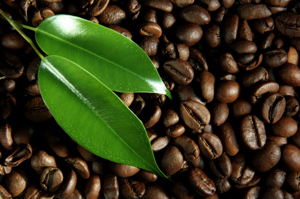 Remolque las hojas verdes en los granos de café
 - Foto, imagen