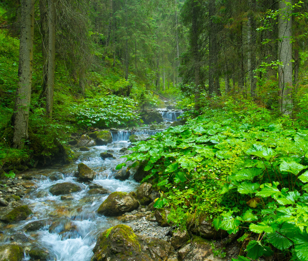Rivière de montagne rapide dans une forêt
 - Photo, image