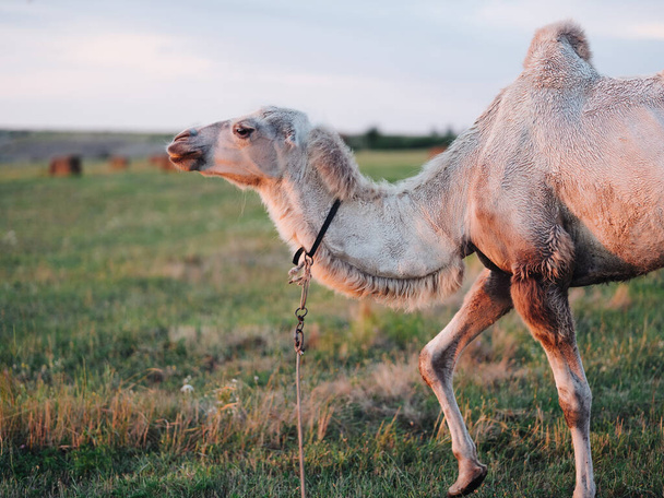 camel eating grass in a field safari park landscape mammals - Foto, immagini