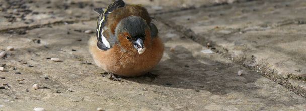 Common chaffinch sick with Trichomonosis Fat finch in UK  - Photo, Image