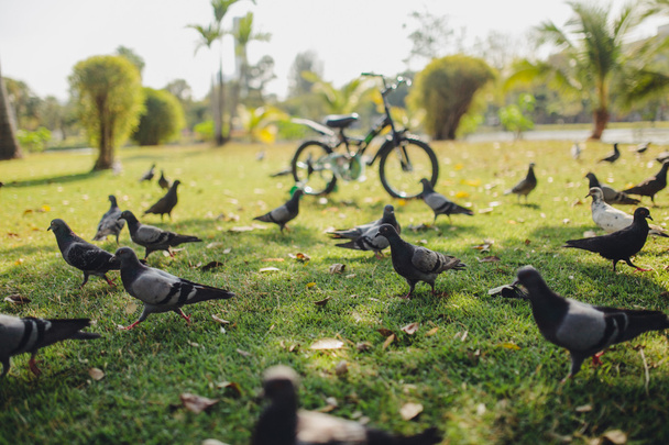 Pigeons and bike on the lawn in the park - Φωτογραφία, εικόνα