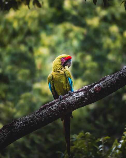 A closeup of a parrot sitting on a bench of wood on a blurry background - Φωτογραφία, εικόνα