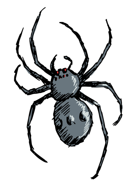 spider - Vector, Image