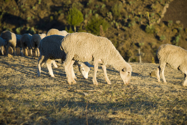 Eine Schafherde weidet in der Nähe von Huehuetengo, Guatemala, Zentralamerika. - Foto, Bild