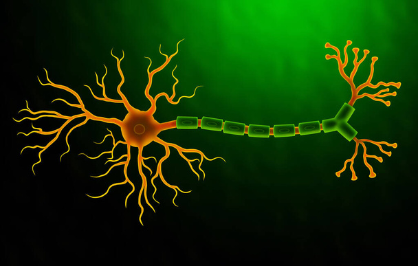 Medical illustration of Human Neuron  - Photo, Image