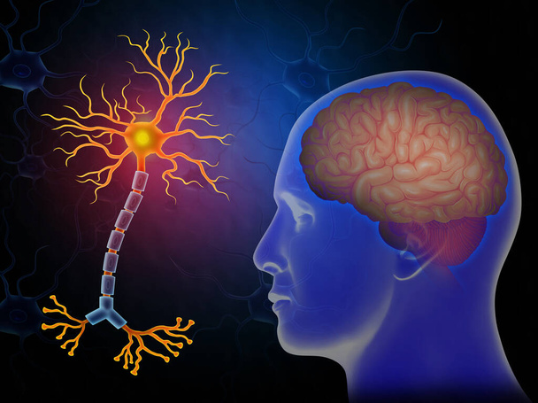 Медицинская иллюстрация нейрона человека с мозгом - Фото, изображение