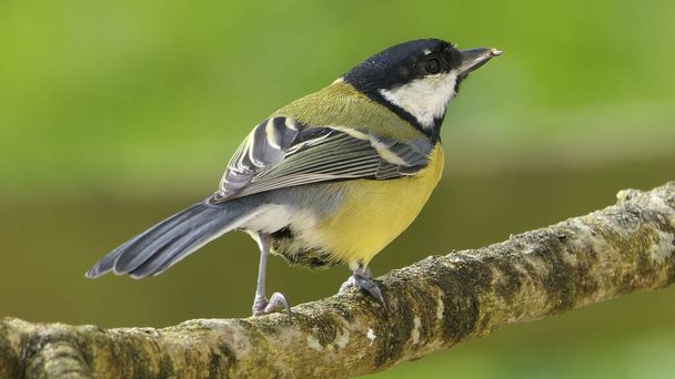 Great Tit sitting on a branch in a wood in the UK - Foto, immagini