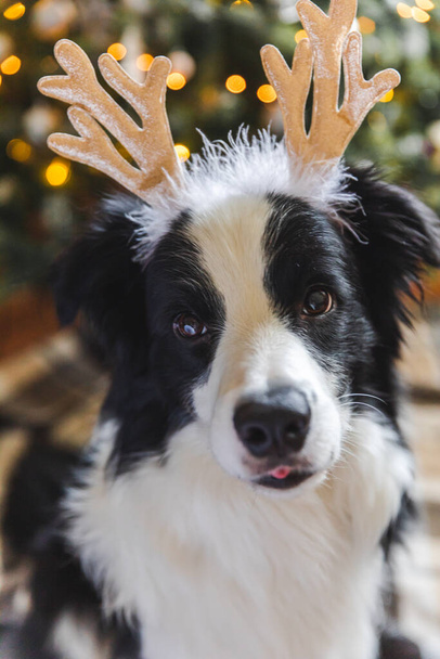Drôle de portrait de collie de frontière chien chiot mignon portant costume de Noël cornes de cerf chapeau près de l'arbre de Noël à la maison en arrière-plan intérieur. Préparation pour les vacances. Joyeux Noël concept - Photo, image