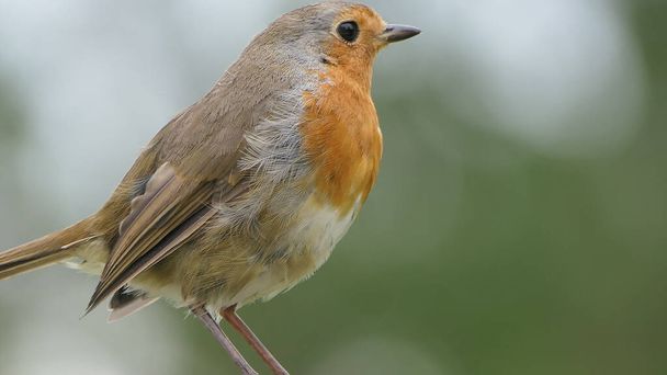 Robin chick searching for food in UK - Photo, Image