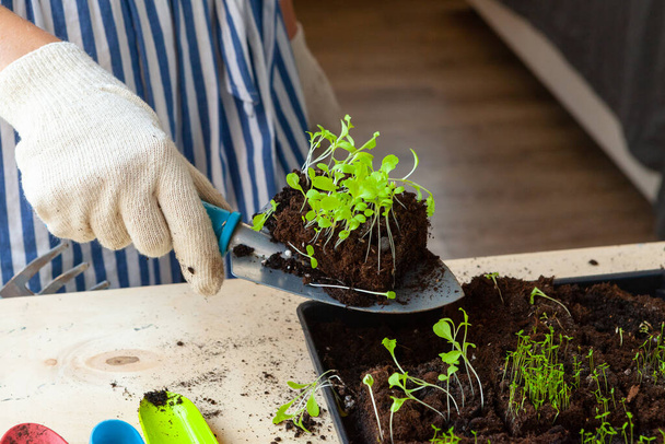 Womans hands planting sprouts in pot with dirt or soil in container - Fotoğraf, Görsel