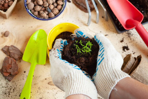 Close up of hands transplanting a plant into a new pot - Zdjęcie, obraz