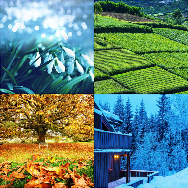 Collage delle stagioni
 - Foto, immagini