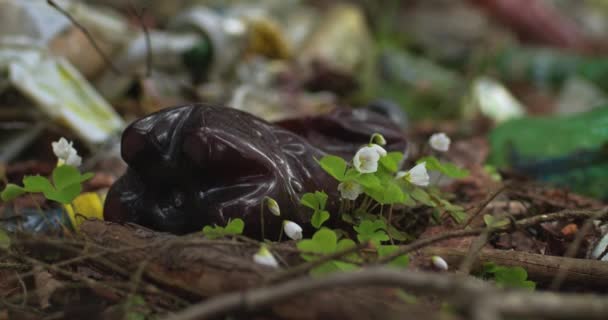 プラスチック廃棄物の中で誰かの花が森の中で成長します。自然は戻ってくる - 映像、動画