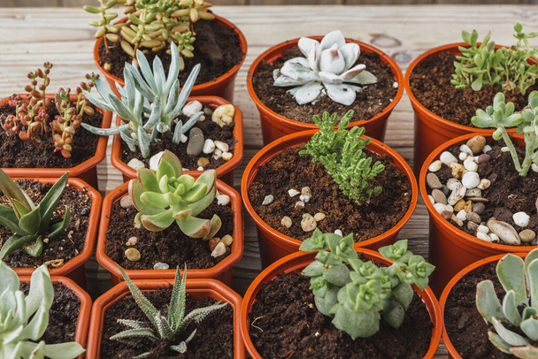 multiple succulents in small pots on a wooden table - Foto, Bild