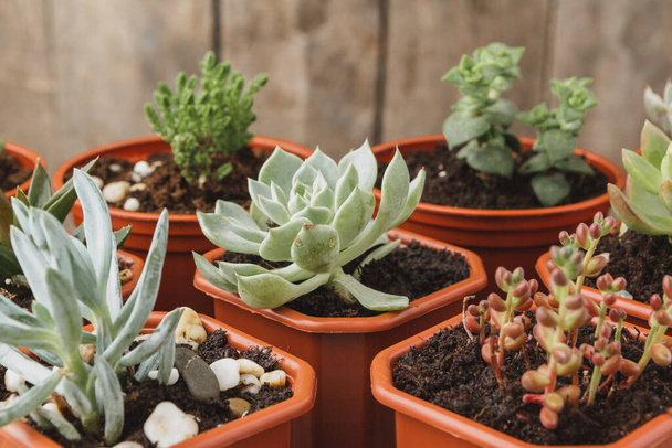mini green succulent house plants in brown plastic pots - Фото, изображение