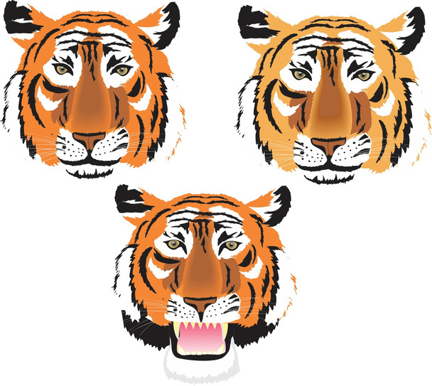 Tygři hlavy - Vektor, obrázek