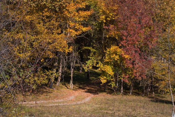 Vista incredibile con colorata foresta autunnale. Bellissimi alberi in autunno. Azerbaigian Natura - Foto, immagini