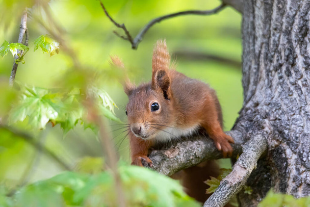 Orava istuu oksalla vihreiden lehtien välissä. - Valokuva, kuva
