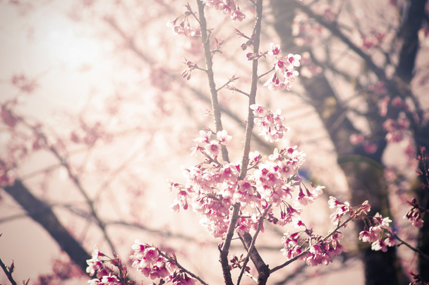 Ročník Cherry květ pozadí - Fotografie, Obrázek