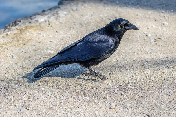 The Common Raven, Corvus corax a Kleinhesseloher tónál Münchenben, Németországban. - Fotó, kép