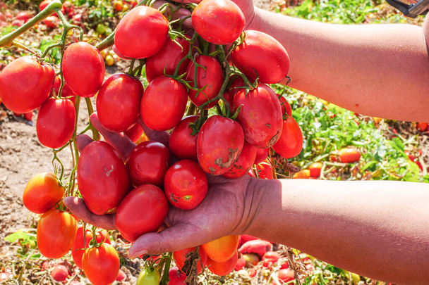 Сбор спелых помидоров на сельскохозяйственном поле - Фото, изображение