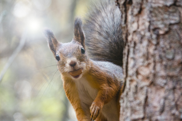 Ein orangefarbenes Eichhörnchen sitzt im Herbst im Park auf einem Baum und frisst Nüsse. - Foto, Bild