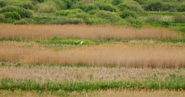 Fauna de Bielorrusia. Dos grandes grulla o Ardea Alba, también conocida como la garza común, gran garza o gran garza blanca o grandes aves de garza blanca que vuelan cerca del lago del estanque del río en temporada de primavera - Metraje, vídeo