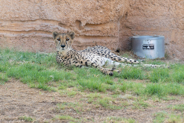 Cheetah (Acinonyx jubatus) de cerca descansando en la hierba de la sabana en un safari en África mirando a la cámara - Foto, imagen