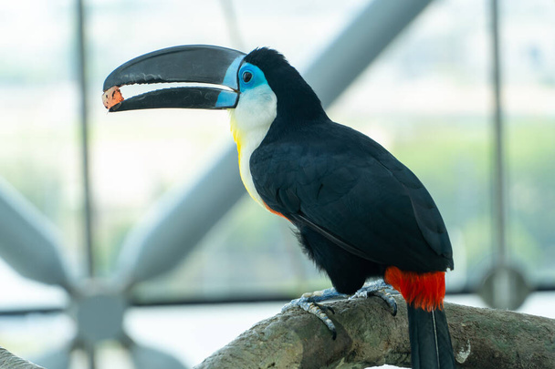 Le toucan à bec court se referme (Ramphastos vitellinus) en mangeant des fruits. - Photo, image