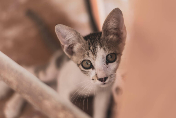 Aranyos kisállat macska keres fel idős nézet és közelről fénymásolás tér (szelektív fókusz). - Fotó, kép