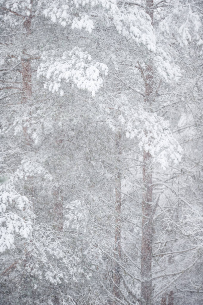 Зимний лес, снег, покрывающий деревья и землю - Фото, изображение
