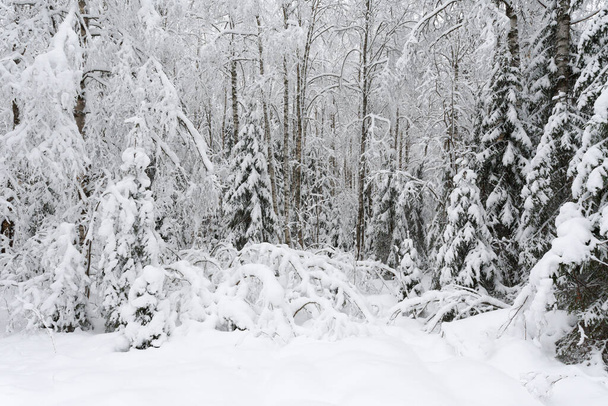 Winter forest, frsh snow covering trees and ground - Foto, Bild
