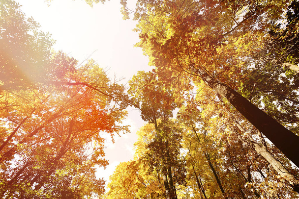 El otoño deja el fondo. Hoja de arce amarillo sobre textura borrosa con luz solar, bokeh soleado, espacio de copia. Concepto de temporada de otoño. Tarjeta de otoño dorado
 - Foto, Imagen
