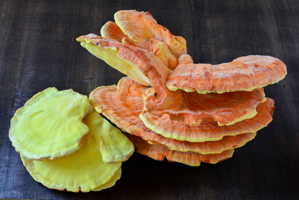 Laetiporus sulphureus, or crab-of-the-woods, sulphur polypore, sulphur shelf, or chicken-of-the-woods, harvested fruit body on dark wooden background - Photo, Image