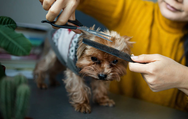 Hund bekommt Haarschnitt im Pet Spa Grooming Salon. Großaufnahme von Hund. Der Hund hat einen Haarschnitt. Kämmen Sie die Haare. Groomer-Konzept. - Foto, Bild