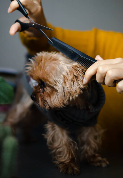 Dog gets hair cut at Pet Spa Grooming Salon. Closeup of Dog. the dog has a haircut. comb the hair. groomer concept. - Photo, Image