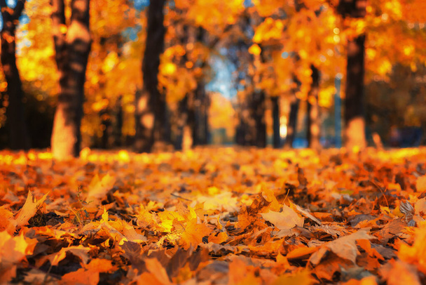 Podzimní park v Moskvě, Rusko během podzimní sezóny v říjnu. - Fotografie, Obrázek