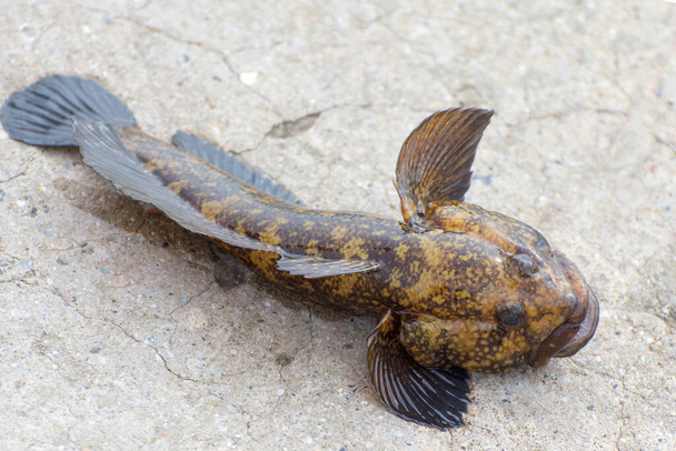 Goby Neogobius brachycephalus just taken from the water. Close up view of raw bullhead fish called goby fish. Catching gobies in the Sea of Azov, Ukraine. - Photo, Image