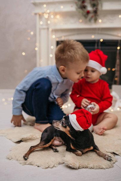 赤いクリスマスの帽子をかぶった小人のピンチャー犬が子供の遊びの横にある毛皮の敷物に横たわっています - 写真・画像