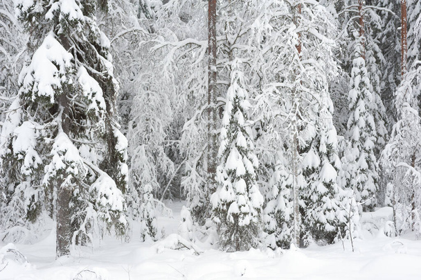 Winter forest with snowy trees - Foto, Imagen